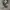 Converse Allstar Hi Black White photo 1