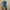 Celana Jeans Levi Strauss (Levi’s)