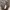 GUESS,Hodie  photo 2