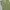 Sage Green Mineola Top