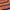 Polo Ralph Lauren Casual Polo shirt Pria navy orange photo 4