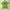 WHO.A.U Streetwear T-shirt Pria green photo 1