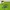 WHO.A.U Streetwear T-shirt Pria green photo 2