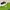 WHO.A.U Streetwear T-shirt Pria green photo 3