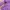 leather jacket biker shanghai purple photo 6