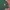 T-shirt santa cruz smal logo green color photo 2