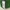 Love & Bravery Green Fringe Crop Top NEW photo 4