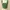 Love & Bravery Green Fringe Crop Top NEW photo 1