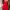 Ruffle Butterfly Layered Red Babydoll Tanktop