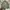 M65 FIELD JAKET MILITARY CPS  photo 1