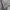 Columbia Vintage Sportswear Polo shirt Pria gray photo 4