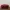 Kate Spade Minimalist Wanita burgundy photo 4