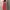 Roxy Summer Dress