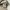 Fear of God ESSENTIALS Luxury T-shirt Pria tan photo 5