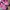 Dr. Martens Casual Sandals & Slide Wanita Pink