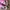 Dr. Martens Casual Sandals & slide Wanita pink photo 4