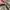 Avirex camo military longpants photo 5