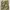 Avirex camo military longpants photo 2