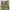 Avirex Camo Military Longpants
