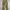 Avirex Camo Military Longpants