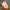 Pakaian renang speedo endurance  photo 4