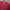 UNIQLO MAROON MA1 BOMBER FLIGHT JACKET | OUTERWEAR | GS