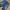 Antony moratto jeans skinny ripped second branded photo 2