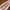 Pedro Coquette Casual Shoulder bag Wanita pink photo 3