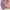 Spao Bunnie Club Boxy Hoodie Washed Pink photo 4