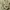 Alexander McQueen Luxury Avant Garde Formal shirt Pria yellow photo 7