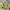Alexander McQueen Luxury Avant Garde Formal shirt Pria yellow photo 3