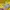 Adidas Sportswear Jersey Pria yellow photo 4