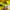 Adidas Sportswear Jersey Pria yellow photo 5