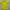 Adidas Sportswear Jersey Pria yellow photo 2