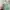Acne Studios Streetwear Casual Sweatshirt Pria green photo 4