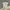 Dickies co. Double layer grey photo 1