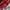 4d1ds Jacket Tracktop Running Red White Basic  photo 2