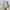 Jaket Utility Hal Ryang Original - Field Jacket Khaki Krem photo 3