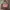 Longchamp Ori Le Pliage MSH Ebony (rare Colour)