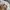 Hoodie Dickies big font spellout  photo 4