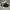 Snapback Raiders SharkTooth photo 2