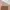 ADA Fashion Coquette Casual Crop top Wanita pink photo 3