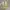 Converse Chuck Taylor Leather Ox Yellow photo 5