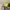 Converse Chuck Taylor Leather Ox Yellow photo 6