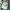 Abercrombie & Fitch Fairy Futurist Hoody Wanita green photo 4
