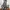 Jorts Dickies Cargo Celpo photo 3