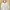 Moncler Down Jacket Bulu Angsa Puffer Bulang photo 2