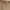 2016' Dickies Relaxed Straight Carpenter Brown photo 5