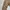 2016' Dickies Relaxed Straight Carpenter Brown photo 3