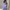 GUESS Lilac Oversized Tee Korea LD 140  photo 2